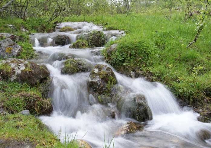 Ein Bach fließt durch einen Wald